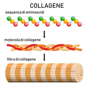 Schema della struttura del collagene
